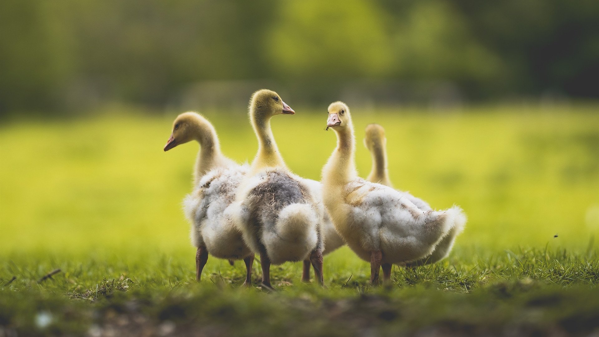 意甲球队基于心率变异性优化训练计划，心率变异度被心理学家们称为身体意志力的储备